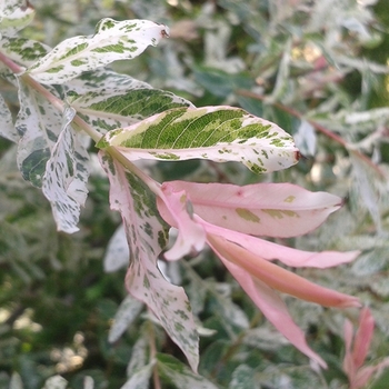 Salix integra 'Hakuro-Nishiki' 
