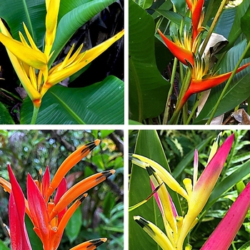Heliconia 'Multiple Varieties'