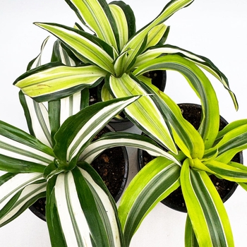 Dracaena marginata
