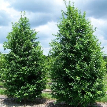 Ilex x attenuata 'Eagleston' 
