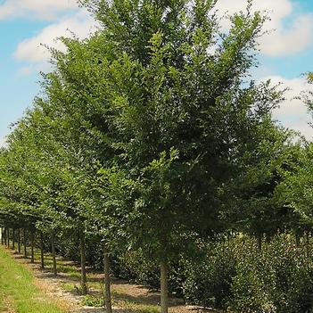 Ulmus parvifolia 'Drake' 