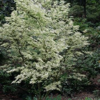 Acer palmatum 'Butterfly' 