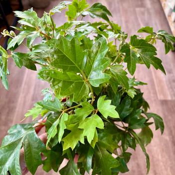 Cissus rhombifolia 'Ellen Danica' 