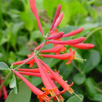 Lonicera sempervirens '' (309457)
