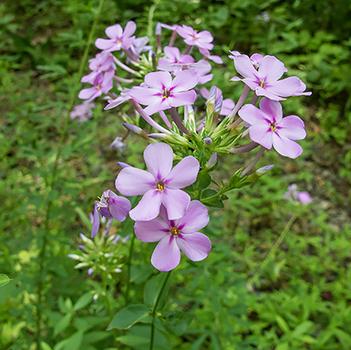 Phlox carolina