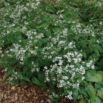Aster divaricatus 