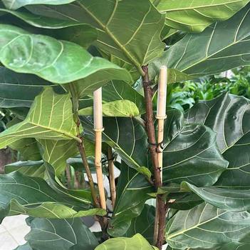 Ficus lyrata