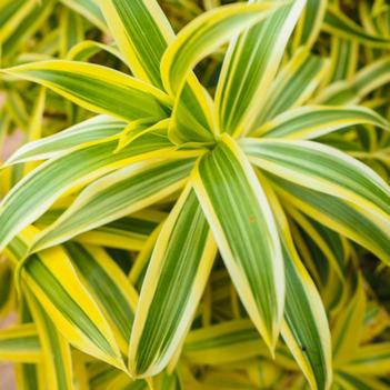 Dracaena reflexa