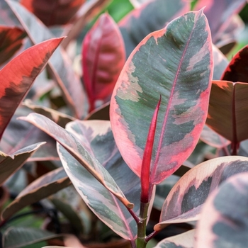Ficus elastica 'Ruby' 
