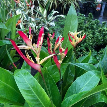 Heliconia psittacorum 'Lady Di'