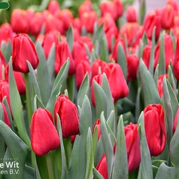 Tulipa 'Ile de France' 
