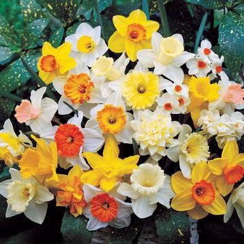 Narcissus 'King Alfred' 