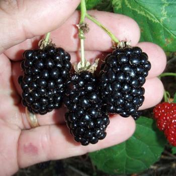 Rubus 'Apache' 
