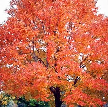 Acer rubrum 'Florida Flame' 