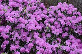 Rhododendron 'PJM Elite Star' 
