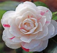 Camellia japonica 'April Dawn' 