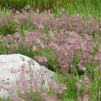 Geum triflorum