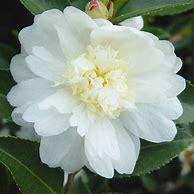 Camellia 'Winter's Snowman' USPP29866P2