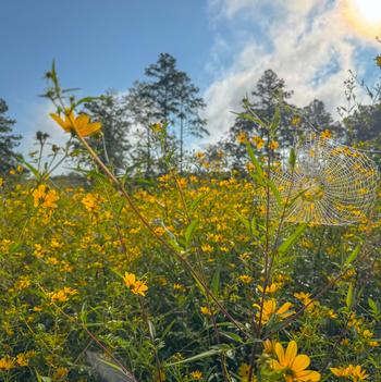 Bidens 'Aristosa' 