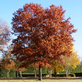 Quercus palustris