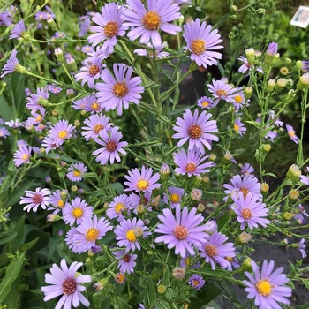 Aster laevis