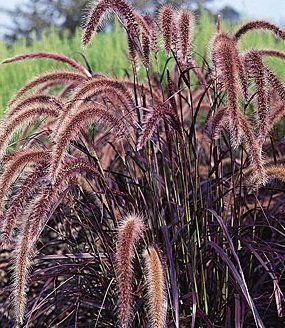 Pennisetum setaceum 'Compactum' 