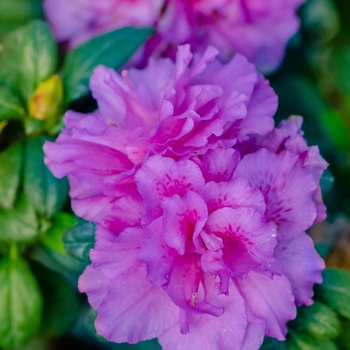 Rhododendron 'Roblezd' PPAF