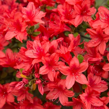 Rhododendron Southern Indica Hybrid 'Red Formosa' 