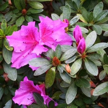 Rhododendron 'Formosa Lavender' 