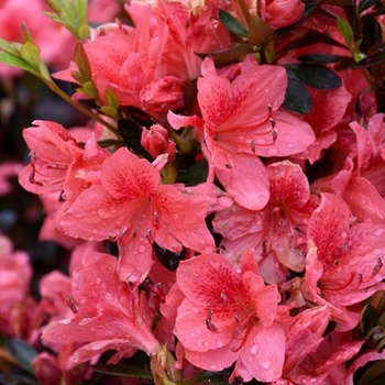 Rhododendron 'Fashion' 