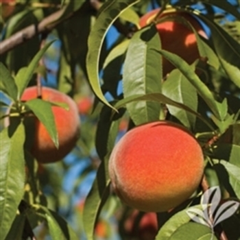 Prunus persica 'Florida Crest' 