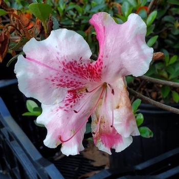 Rhododendron Robin Hill Hybrid 'Conversation Piece' 