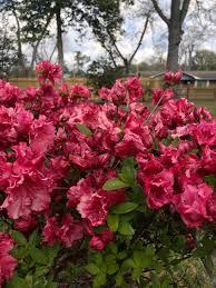 Rhododendron Rutherfordiana Hybrid 'Red Ruffles' 