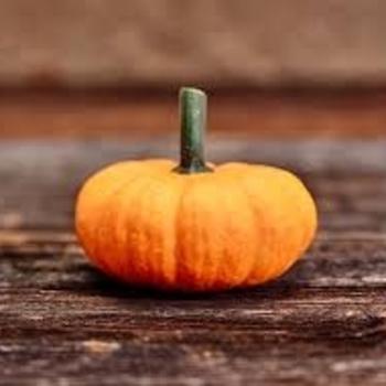 Cucurbita pepo 'Jack Be Little' 