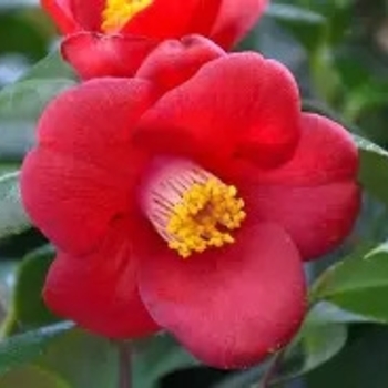 Camellia japonica 'Korean Fire' 