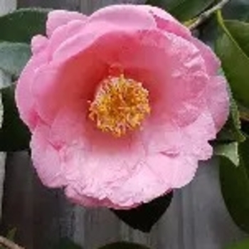 Camellia japonica 'April Remembered' PP30,902