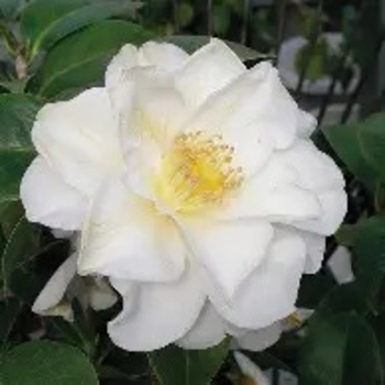Camellia sasanqua 'Autumn Rocket' 