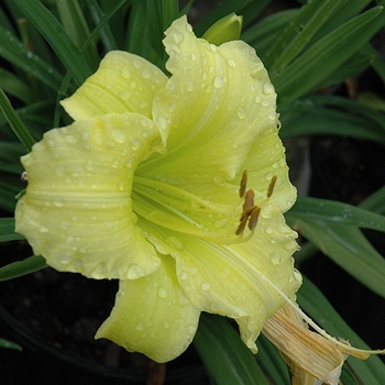 Hemerocallis 'Miss June' 