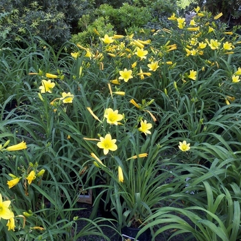 Hemerocallis 'Yangtze' 