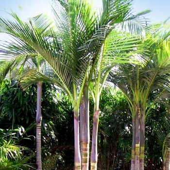 Archontophoenix cunninghamiana