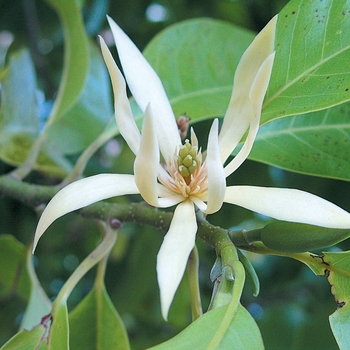 Michelia champaca