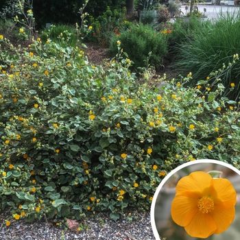 Abutilon palmeri