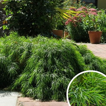 Acacia cognata