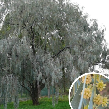Acacia pendula