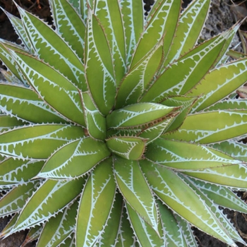 Agave impressa