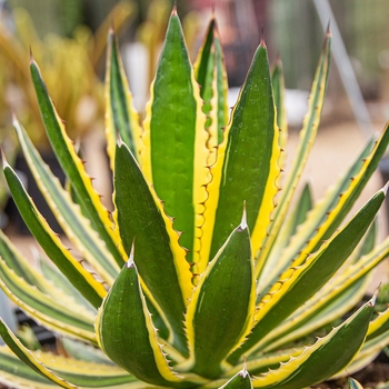 Agave lophantha 'Quadricolor' 