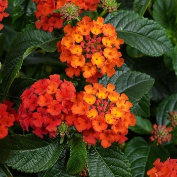 Lantana camara 'Compact Pink Opal' PP 29,228