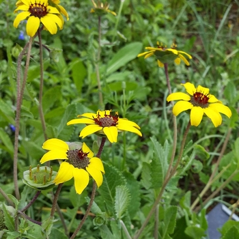 Berlandiera lyrata