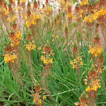 Bulbine frutescens