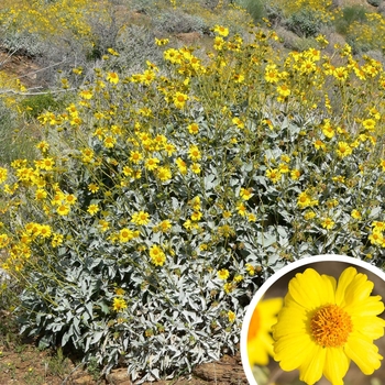 Encelia farinosa